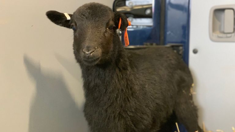amnwgoat190314_photos