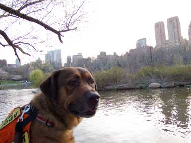 Dog-Central-Park-via-Flickr-credit_yeahbrendan