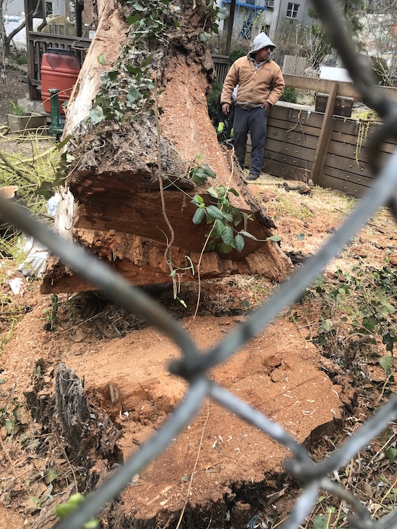 D’oh, no! ‘Krusty’ comes down at La Plaza 2