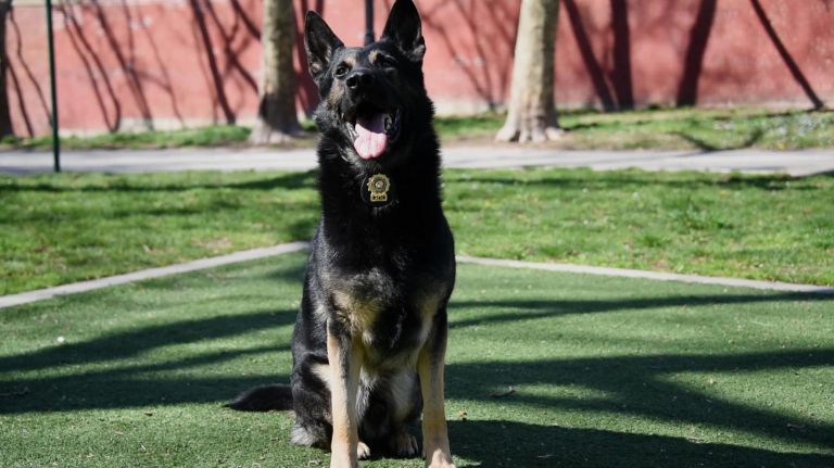 Cowboy, an NYPD K9, runs drills in the park 1 Cowboy, an NYPD K9, runs drills in the park