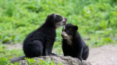 amnwBEAR190524_photos