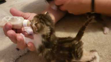 amnwcats190521_photos