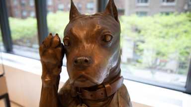 amnwstubby190509/fdd