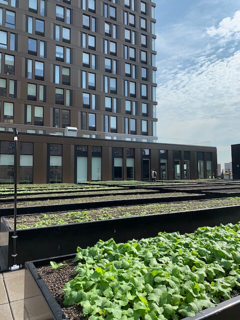 New urban farm opens at Essex Crossing 1