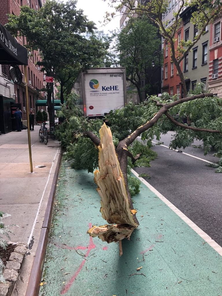 OPINION: A turn for the worse: Truck trashes tree on 12th 2
