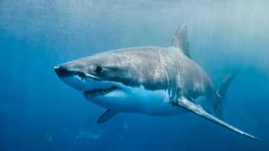 amnwSHARK190703