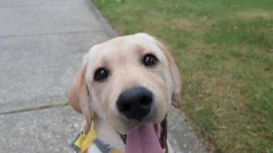 Watch: An adorable afternoon with Guide Dog Gil