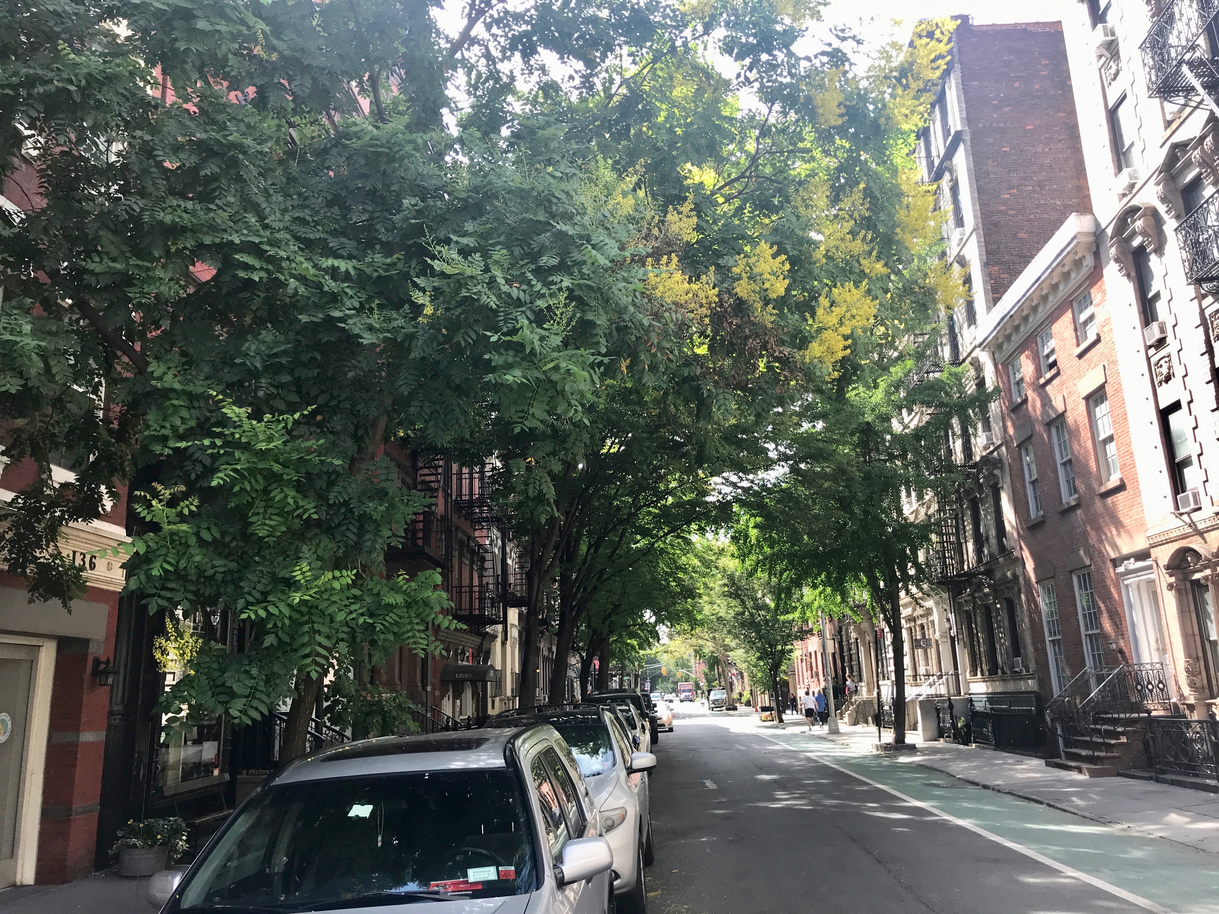 West Village isn't pining for trees, unlike Little Italy: Report 1