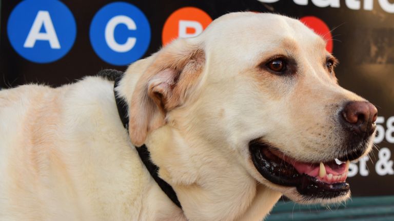 National Dog Day in New York City