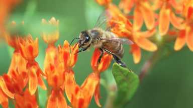 amnwBEE190814