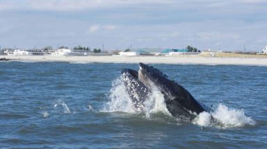 humpback whale