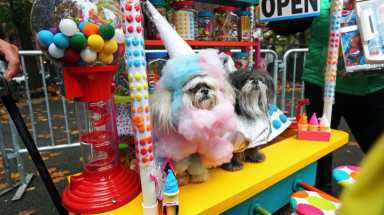 Costumed as confections, these dogs join hundreds of dogs and their owners in the annual Halloween Dog Parade at Tompkins Square Park, Manhattan, October 22, 2016.