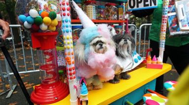 Costumed as confections, these dogs join hundreds of dogs and their owners in the annual Halloween Dog Parade at Tompkins Square Park, Manhattan, October 22, 2016.