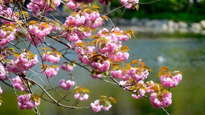 Thousands attended the Sukura Matsura Cherry Blossom festival at the Brooklyn Botanic Garden