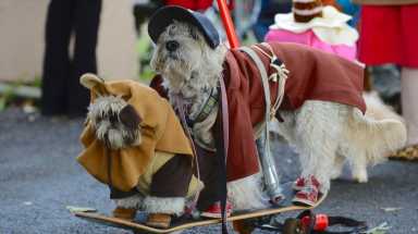 amnwdog191004_photos