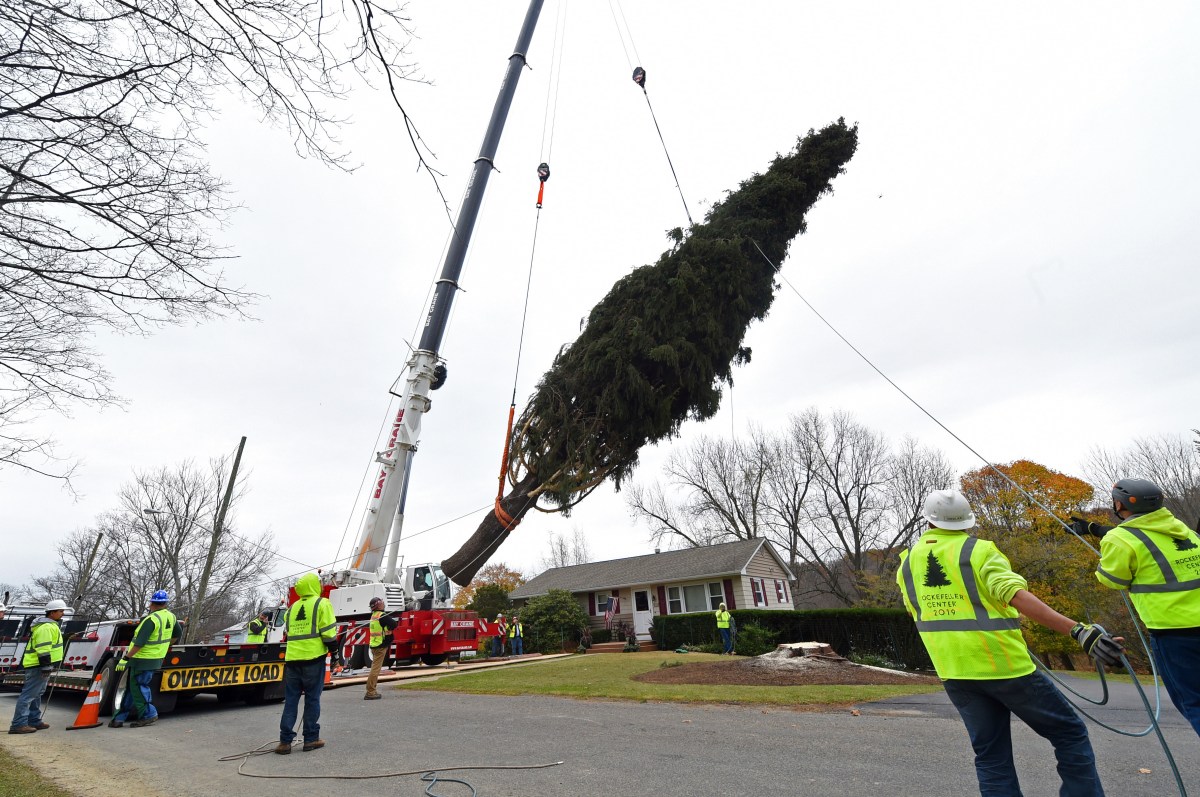 2019 Rockefeller Center Christmas Tree Cutting in Florida, NY