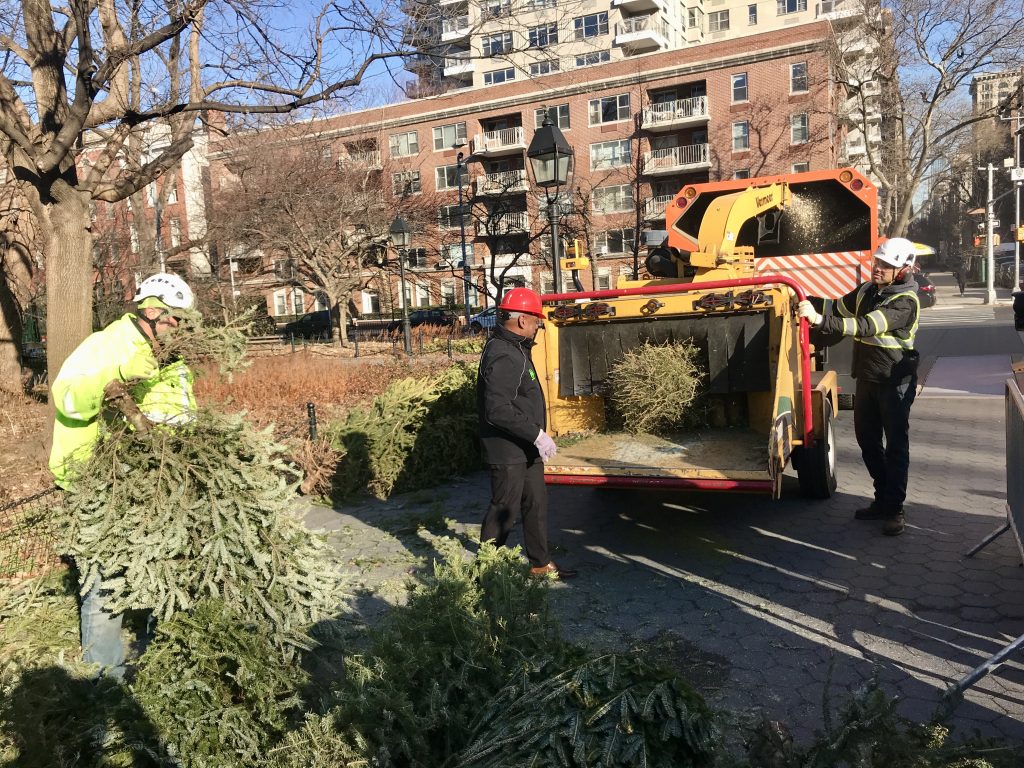 Record number of trees collected in this year’s Parks Mulchfest program 3