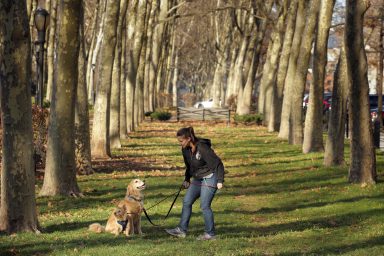 A woman walks dogs during an unusually warm winter day in the Brooklyn borough of New York