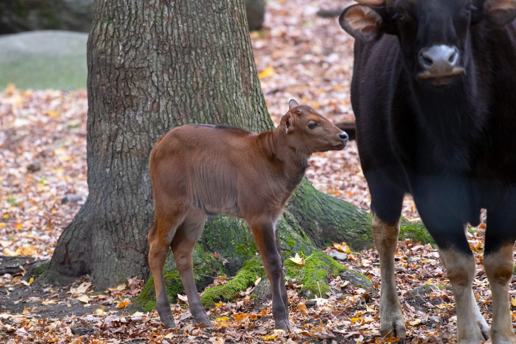 Two baby gaur calves born at Bronx Zoo while closed down during pandemic 2