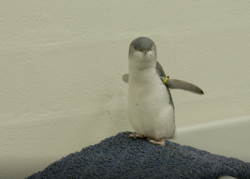 penguins