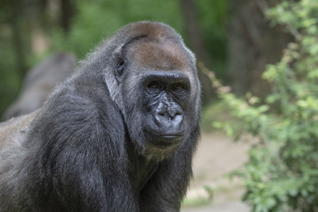 Julie Larsen Maher_5607_Western Lowland Gorillas_CON_BZ_06 25 20