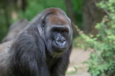 Julie Larsen Maher_5607_Western Lowland Gorillas_CON_BZ_06 25 20