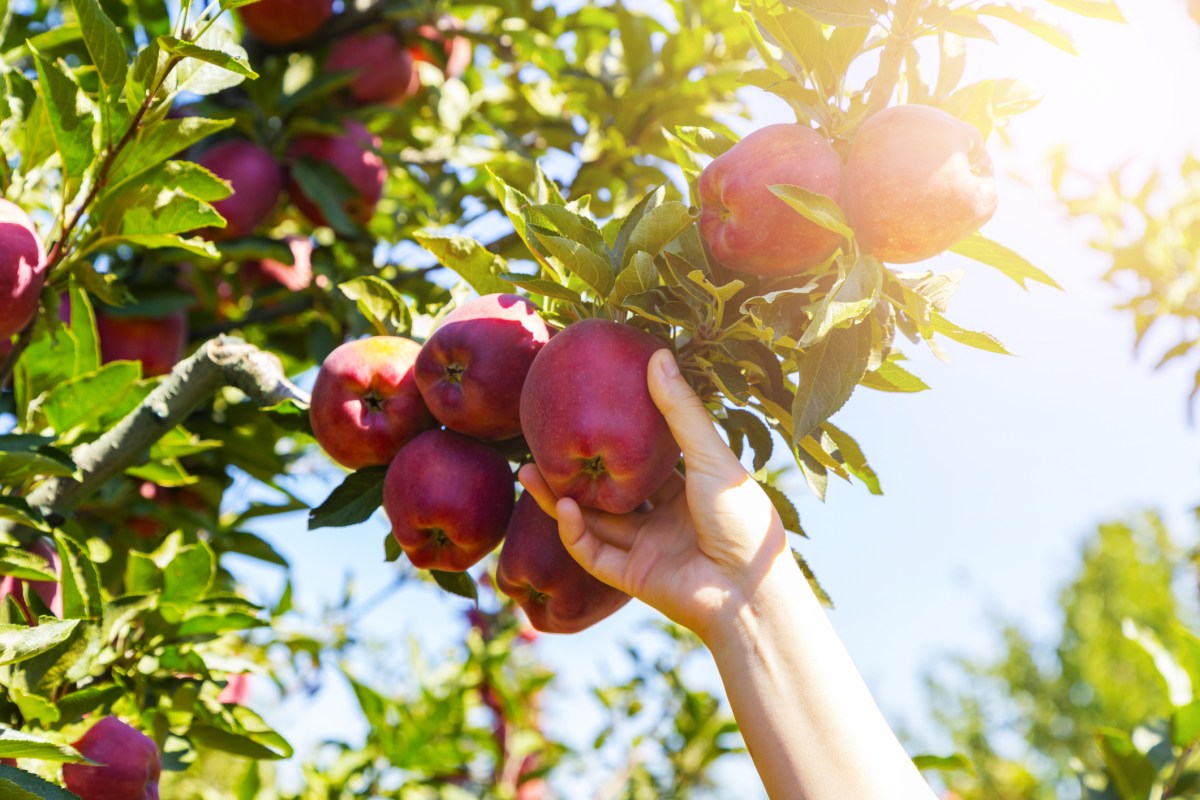 Fresh, organic apple plucked from the branch.