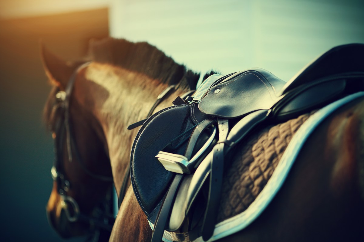 Saddle on the back of a brown horse