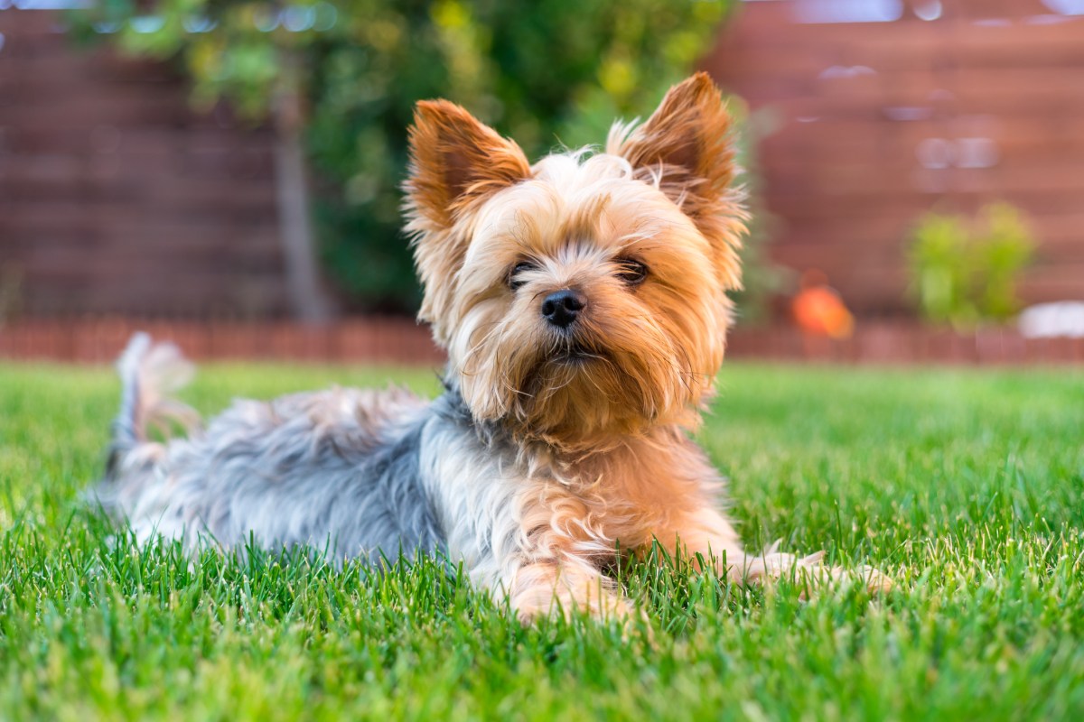 Yorkshire Terrier Dog on the green grass