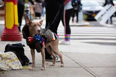 1 dog vote