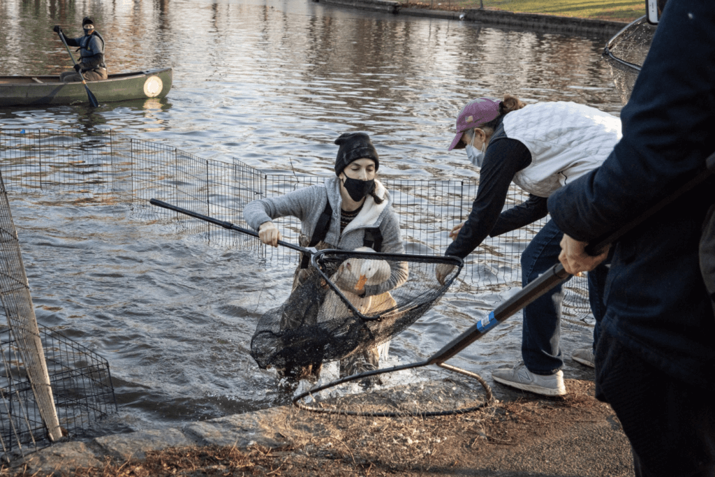 Urban Park Rangers rescue illegally dumped domestic ducks from Flushing’s Bowne Park pond 4