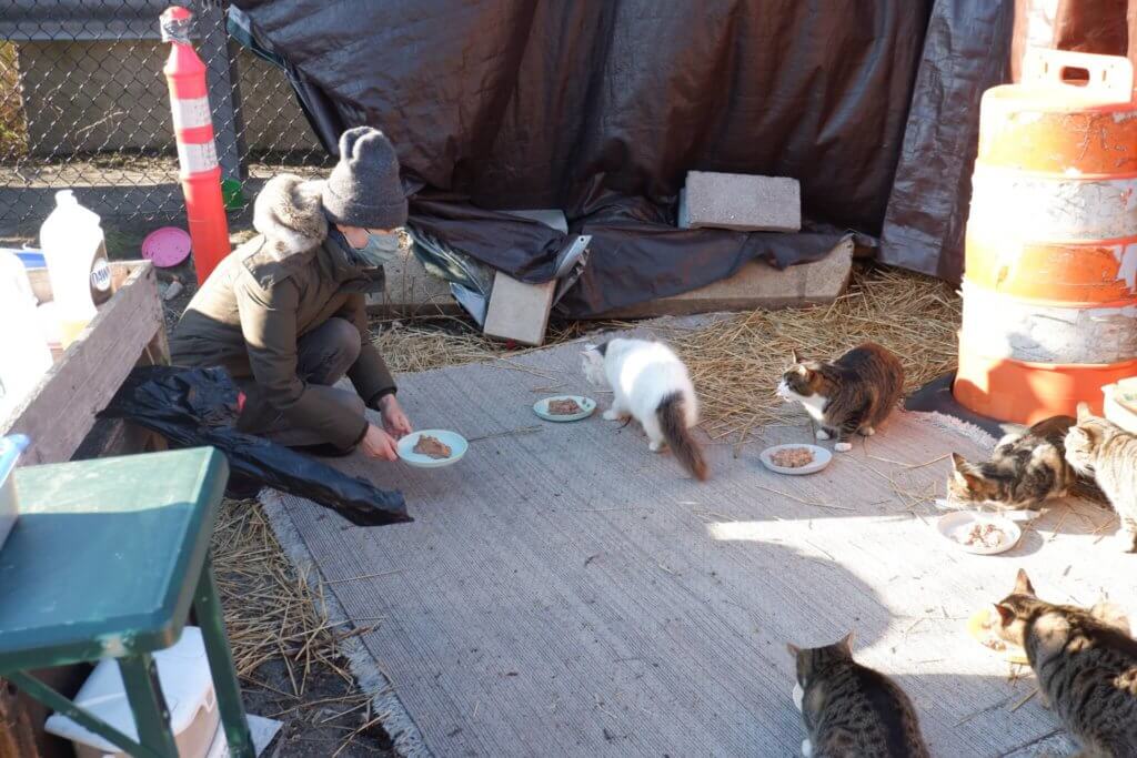 Brooklyn animal lovers care for feral cat colony at the Columbia Street waterfront 2