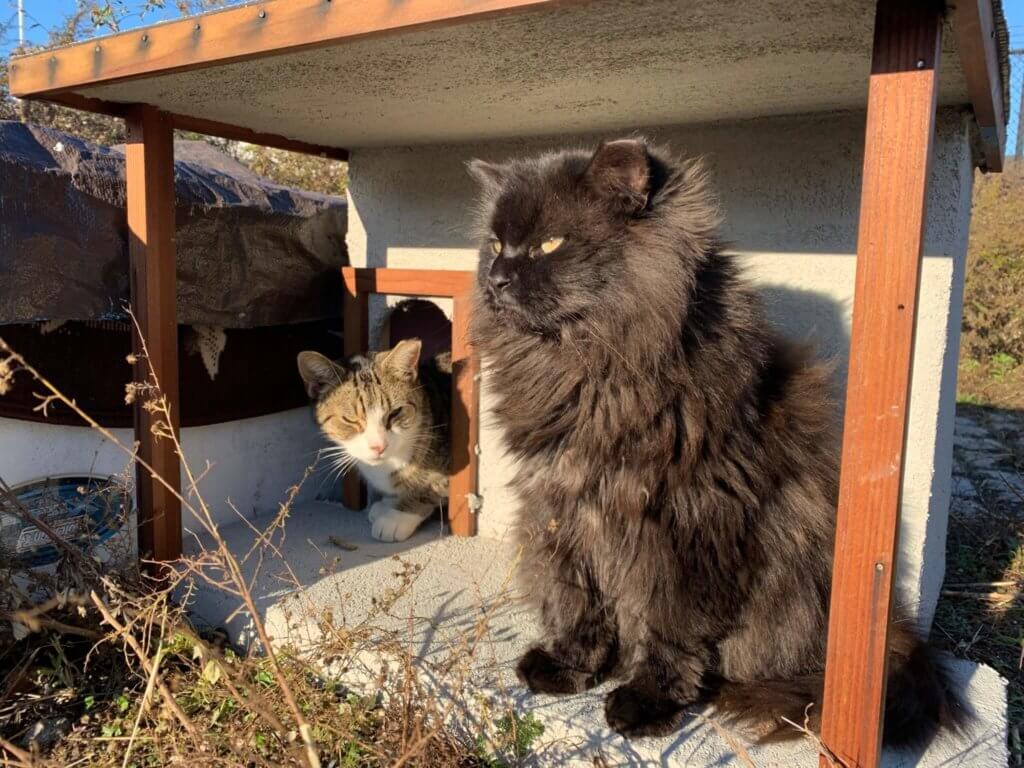 Brooklyn animal lovers care for feral cat colony at the Columbia Street waterfront 4