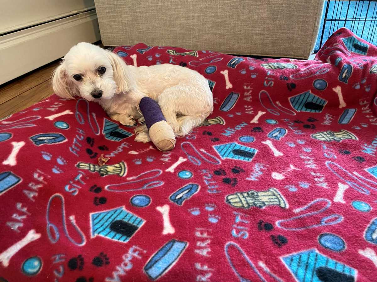 U.S. insurance regulators ready proposed law for fast-growing pet coverage