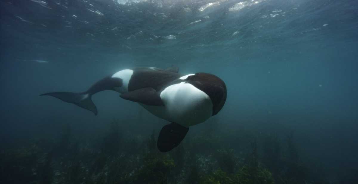 big whales 3