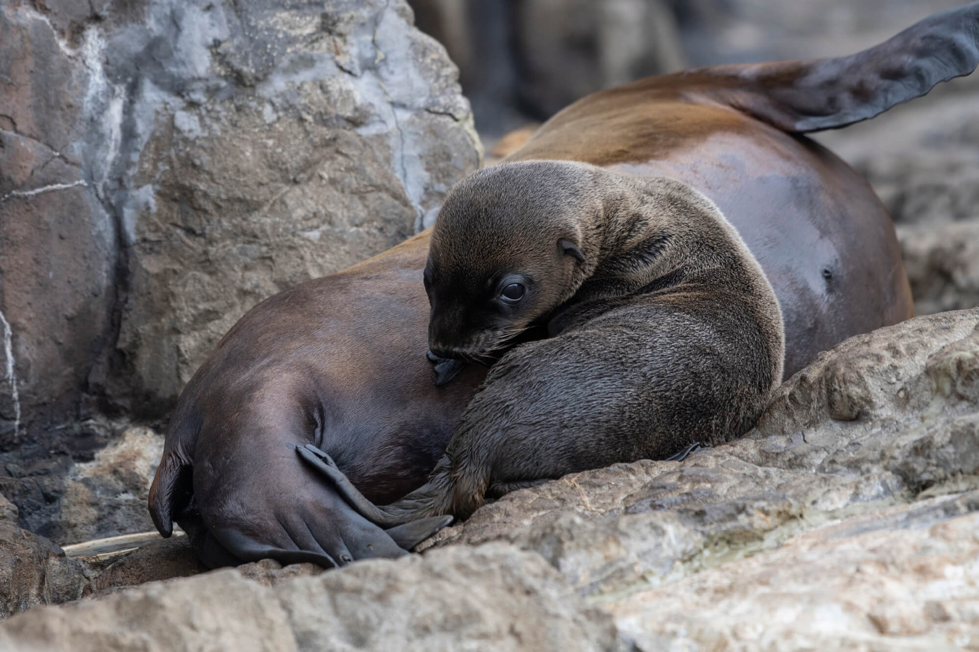Oh baby! Sea lion pup born on Memorial Day with New York Aquarium guests looking on 4