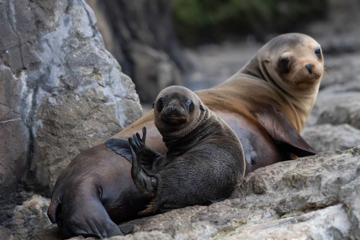 Julie Larsen Maher_4234_California Sea Lion and Pup_AQ_06 04 21