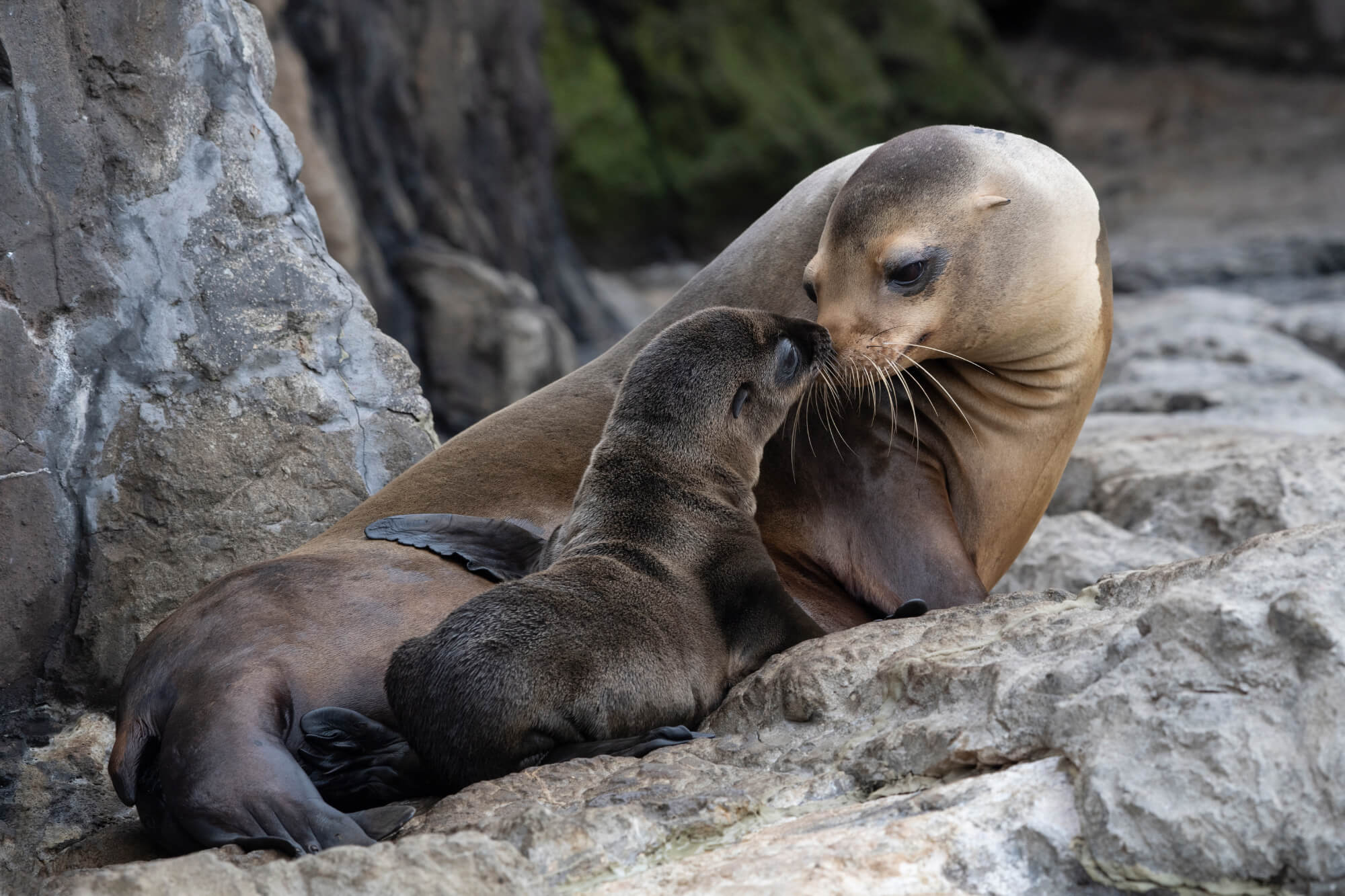 Oh baby! Sea lion pup born on Memorial Day with New York Aquarium guests looking on 5