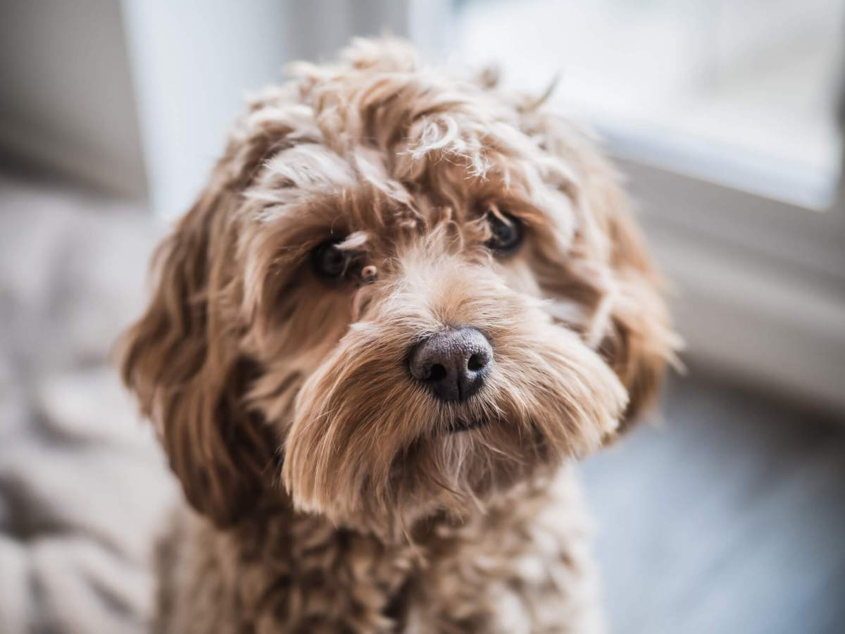 Vibrant Profile Picture of a Cockapoo Puppy Dog