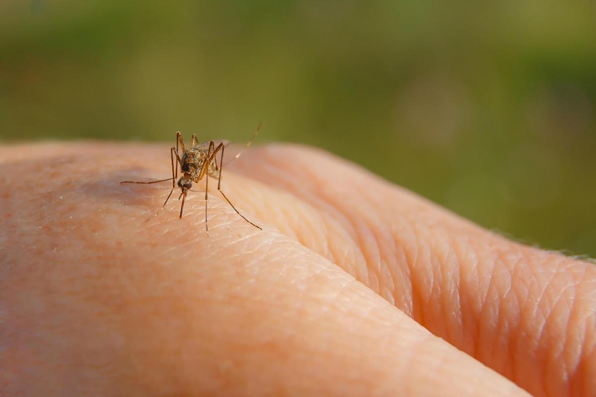 A hand from a mosquito bite. Mosquito drinking blood