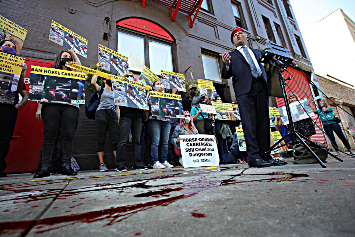 Animal rights advocates raise bloody hell in Midtown over carriage horse collision 11