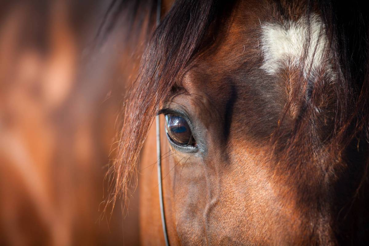 Horse eye closeup