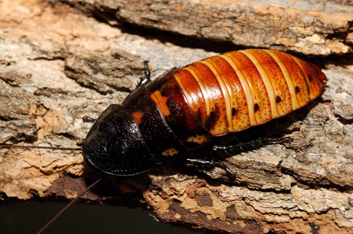 Julie Larsen Maher_0012_Hissing cockroach_11 03 05_hr
