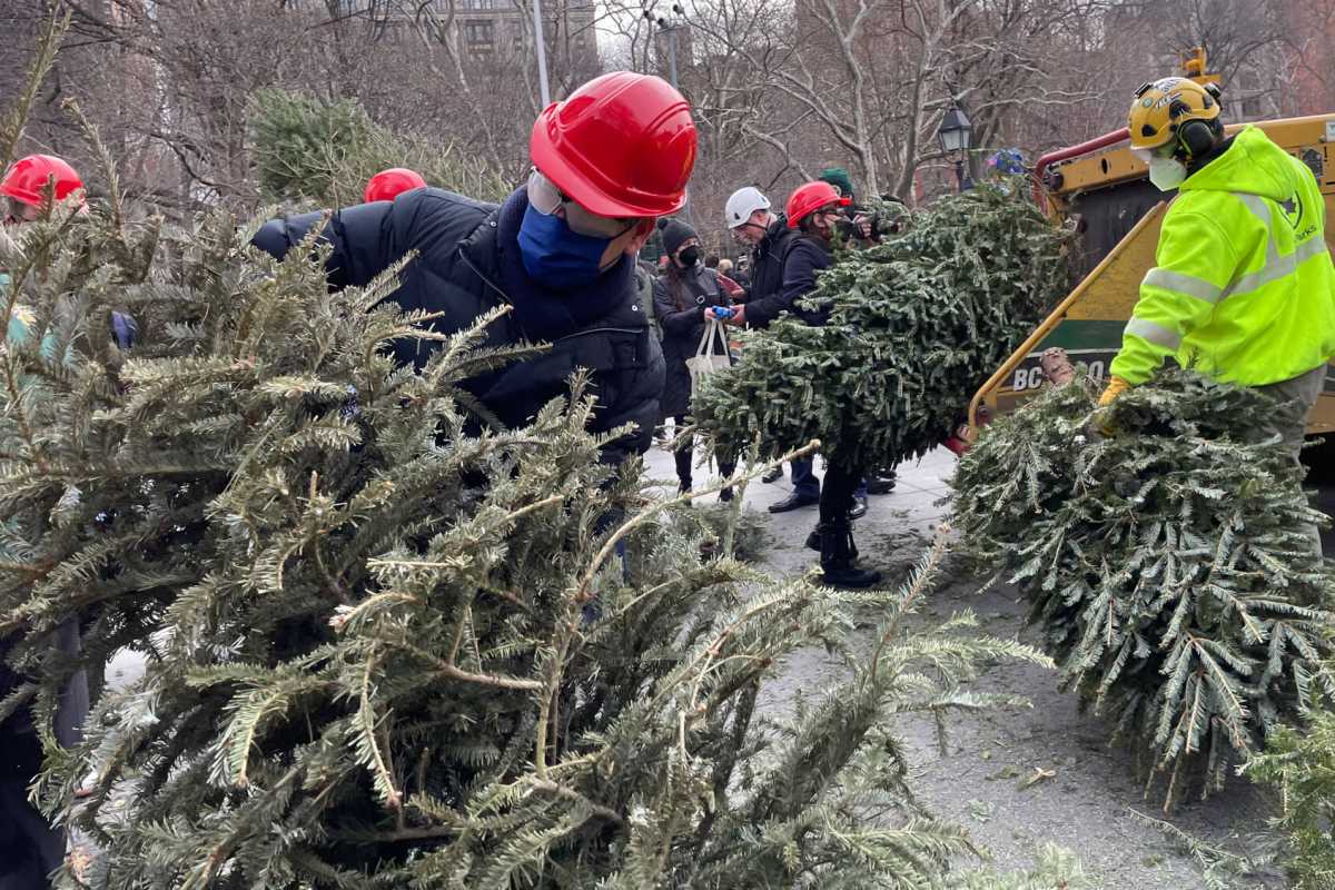 State Senator Brad Hoylman tackles a big tree.