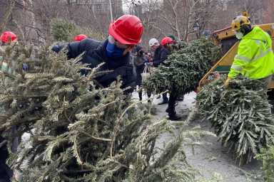 State Senator Brad Hoylman tackles a big tree.