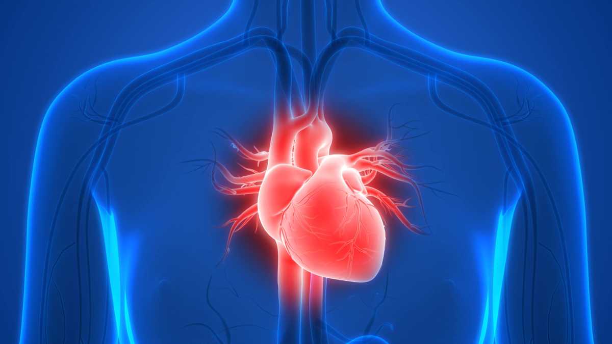 Human Heart Anatomy