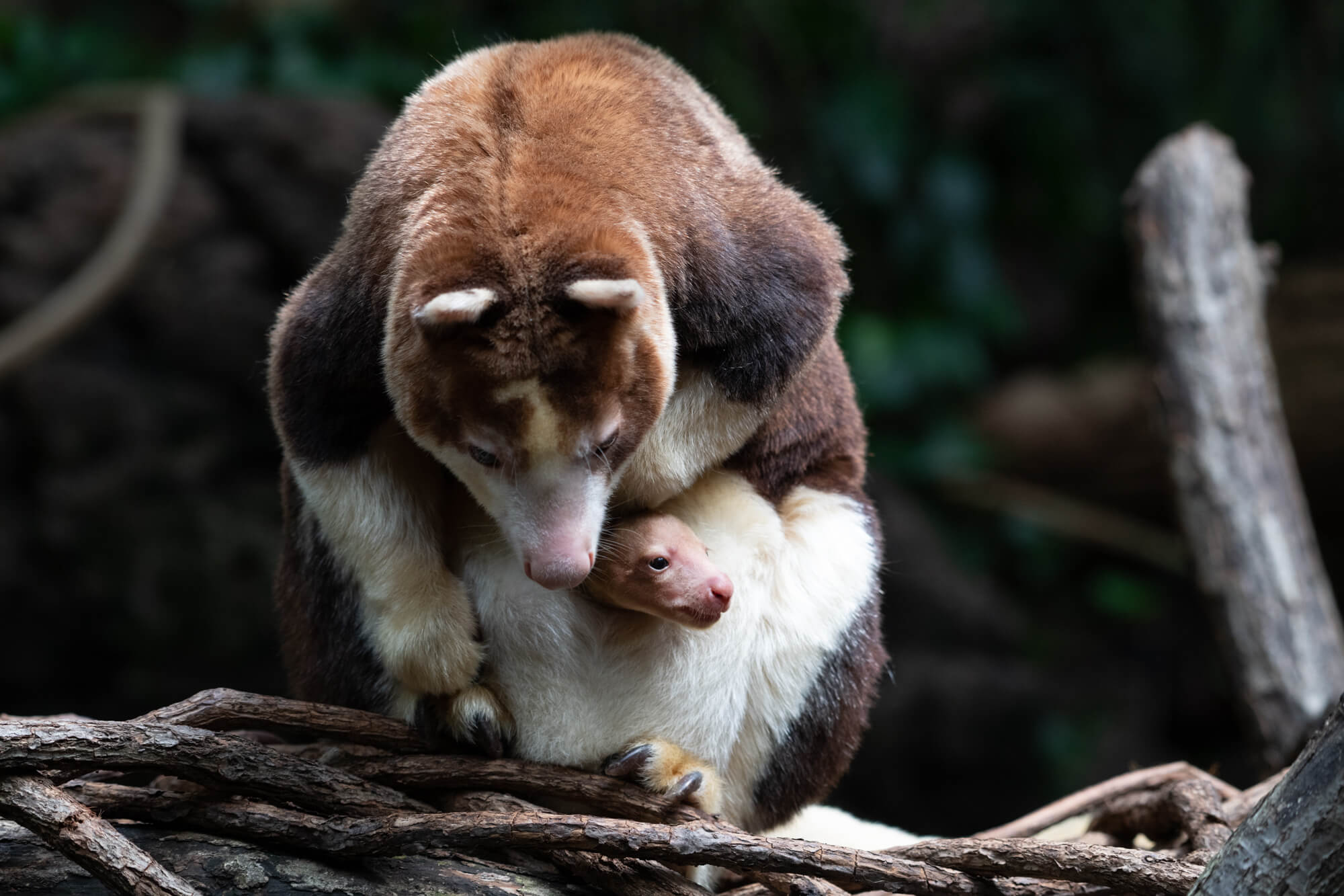 Bronx Zoo announces the debut of a Matschie's tree kangaroo joey 5