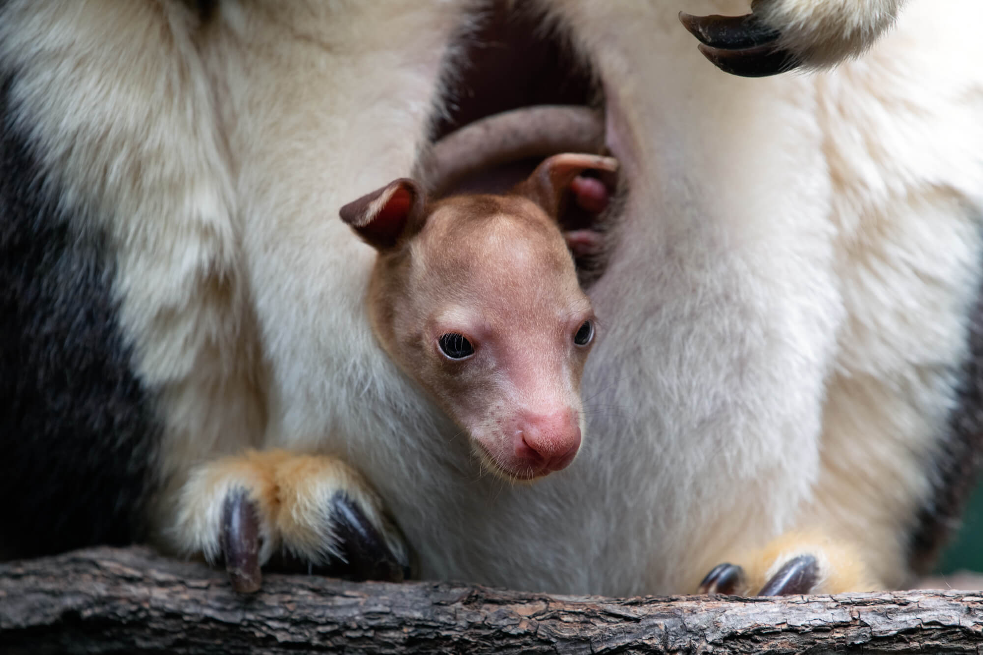 Bronx Zoo announces the debut of a Matschie's tree kangaroo joey 6
