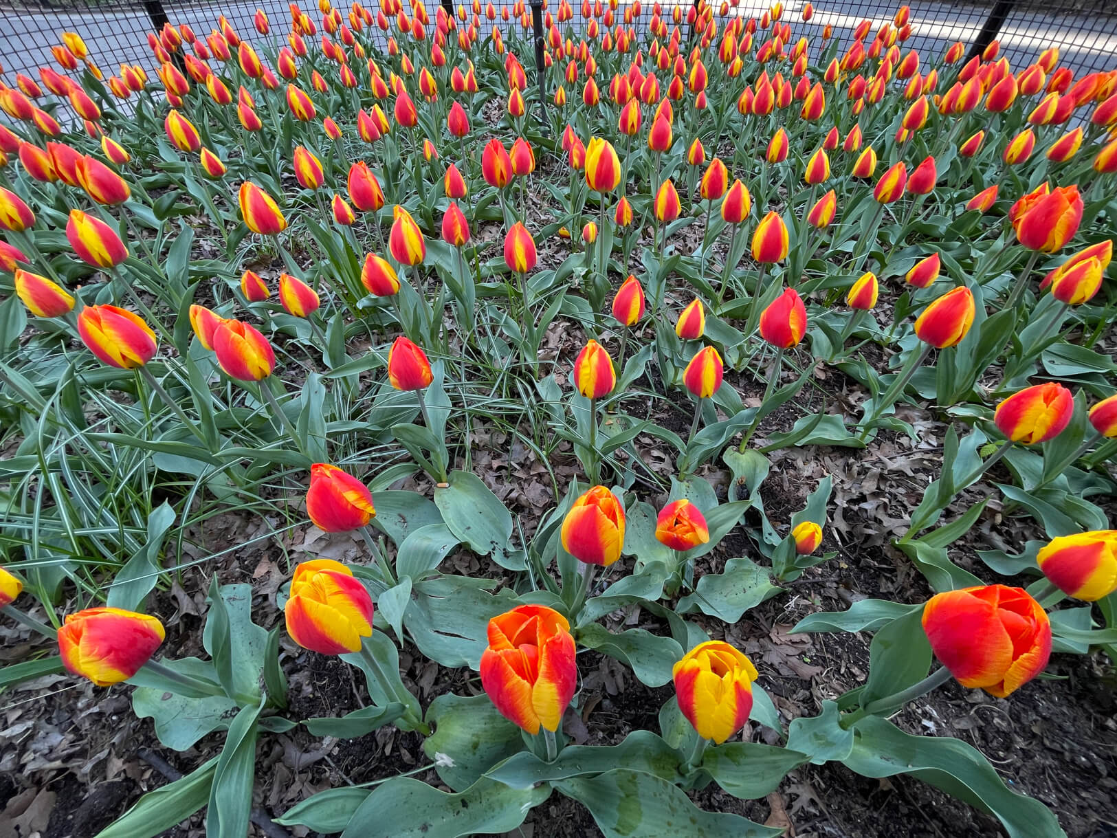 The Village celebrates Earth Day and weekend 7