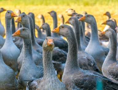 foie gras